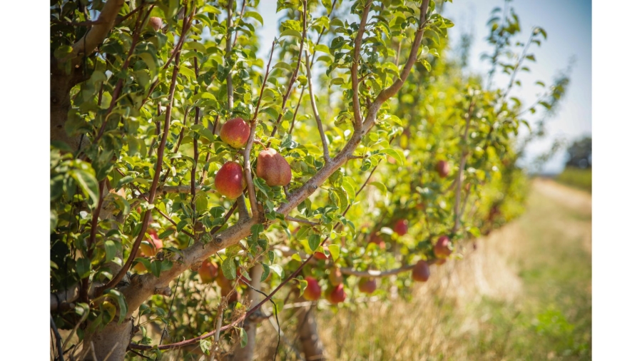 Commercial Property for Sale in Wolseley Western Cape